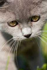 Britisch Kurzhaar Katze 