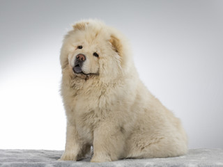 White Chow Chow in a studio with white background 