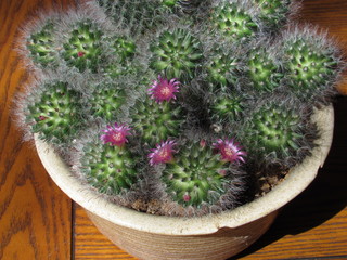 Potted mammillaria cactus with pink flowers starting to bloom in the sun 