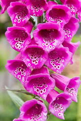 Pink foxglove flower closeup. Digitalis © Clickmanis