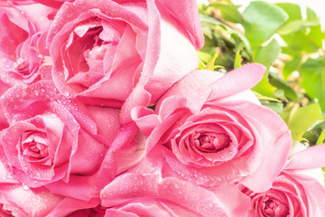 Young buds of pink Roses Flowers with drops
