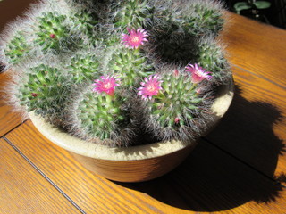 Potted mammillaria cactus with pink flowers starting to bloom in the sun 