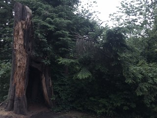 hollow tree in Stanley park canada