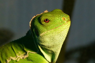 Green Lizard