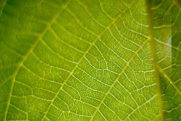 green leaf macro close up natural background. 