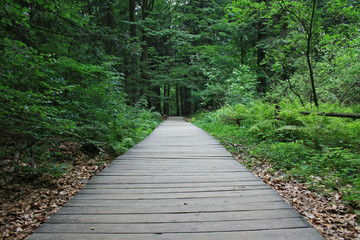 Path through a forest lined with planks, fir forest, Świętokrzyskie Mountains