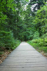 Fototapeta na wymiar Ścieżka przez las wyłożona drewnianymi deskami, puszcza jodłowa, Góry Świętokrzyskie, wejście na Łysicę