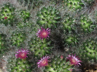 Obraz premium Mammillaria cactus with pink flowers starting to bloom in the sun 