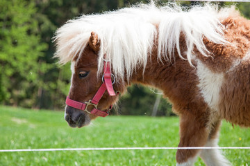 Braunes Shetland Pony auf Wiese
