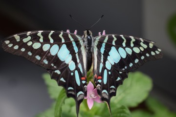 Butterfly with stretched wings