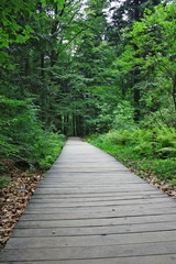 Path through a forest lined with planks, fir forest, Świętokrzyskie Mountains