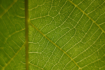 green leaf macro close up natural background. 