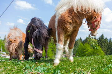 Shetland Ponys auf Weide im Sommer