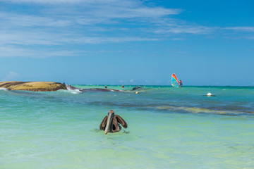 Pelican on the beach of Dominican Republic