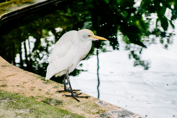 White Heron staring in the face-Kuala Lumpur Bird Park