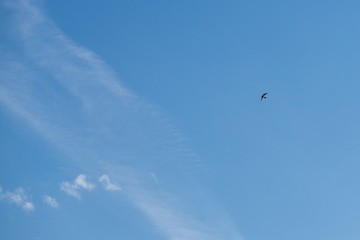 Birds on the sky. Slovakia