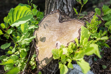 Tronco d'albero reciso a forma di cuore
