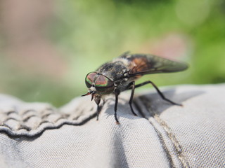 Horsefly. The insect is sitting on a man's clothes. Bloodsucking insect.