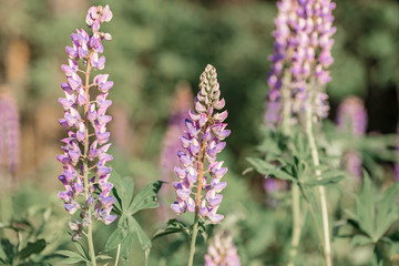 Obraz premium Blooming lupine field at sunlight. Violet spring and summer flowers on the blurred background. Belarus, Minsk