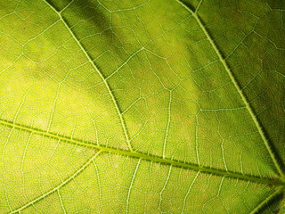 Green leaf of the plant to the lumen. The structure of the plant leaf.