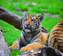 tigre siberiano