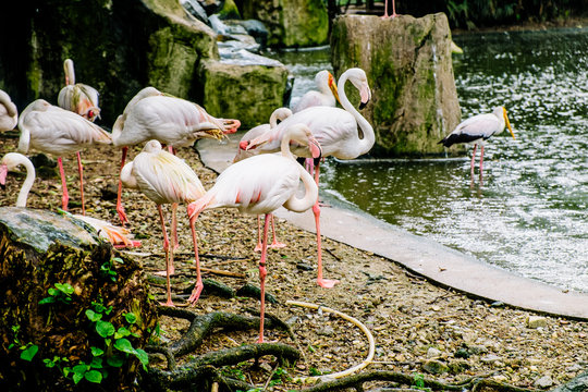 White Flamingo Seen In Bird Park In Kuala Lumpur