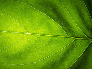 Naklejka na ściany i meble Green leaf of the plant to the lumen. The structure of the plant leaf.