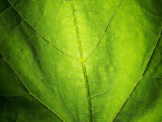 Green leaf of the plant to the lumen. The structure of the plant leaf.