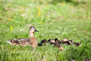 Adult duck with many ducklings sitting on green shore of pond