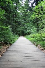 Ścieżka przez las wyłożona drewnianymi deskami, puszcza jodłowa, Góry Świętokrzyskie, zielone tło