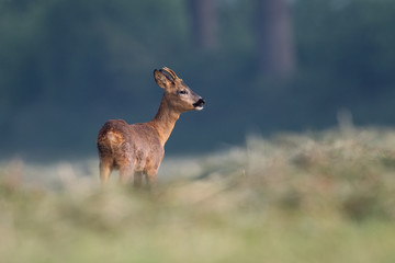 Junger Rehbock auf einer Wiese im Morgenlicht, zeitweise schreckend.