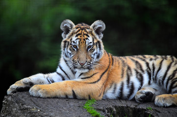 Fototapeta na wymiar tigre pequeño