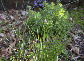 Flowering Chives Plant