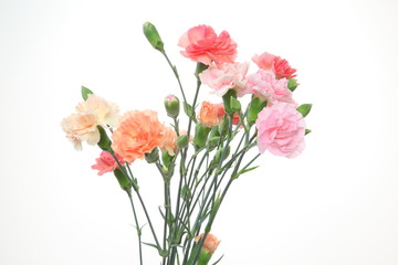 カーネーション