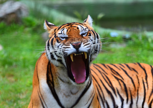 tigre siberiano