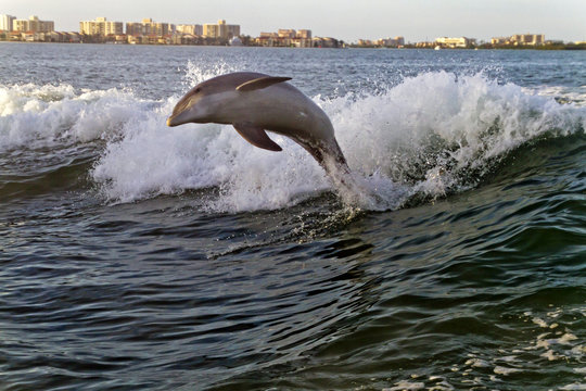 Playful Bottlenose Dolphin Leaps Waves in Clearwater Bay, Florida