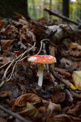 Hallucinogenic mushroom in the forest. A  fly agaric or fly amanita. An inedible mushroom.