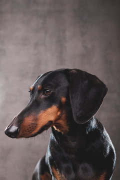 Dachshund Studio Portrait