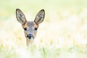 Führende Ricke im Gerstenfeld