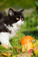 Schwarzweißes Kätzchen in einer Wiese
