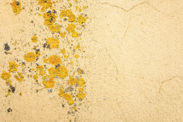 Wall with lichen.