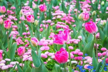 Flowerbed of magenta tulips among of blue flowers.