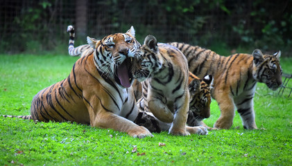 tigres