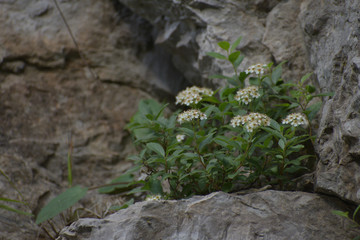 Fiori tra le rocce