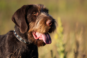 drahhaar dog in field