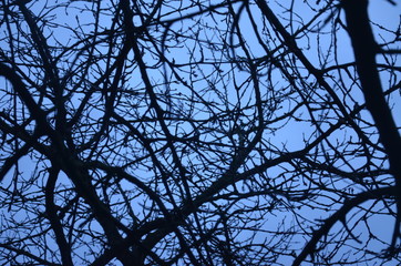 arbre silhouette noir