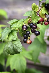 Gardening, cultivation, agriculture and care of vegetables and fruit concept: close-up of young black currants on branches in the garden.