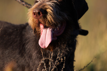 drahhaar dog in field