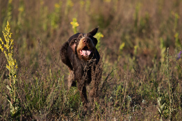 drahhaar dog in field