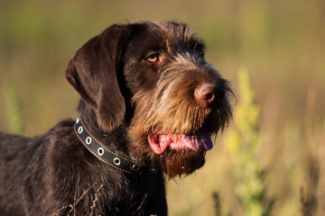 drahhaar dog in field